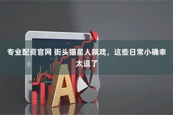 专业配资官网 街头猫星人飙戏，这些日常小确幸太逗了